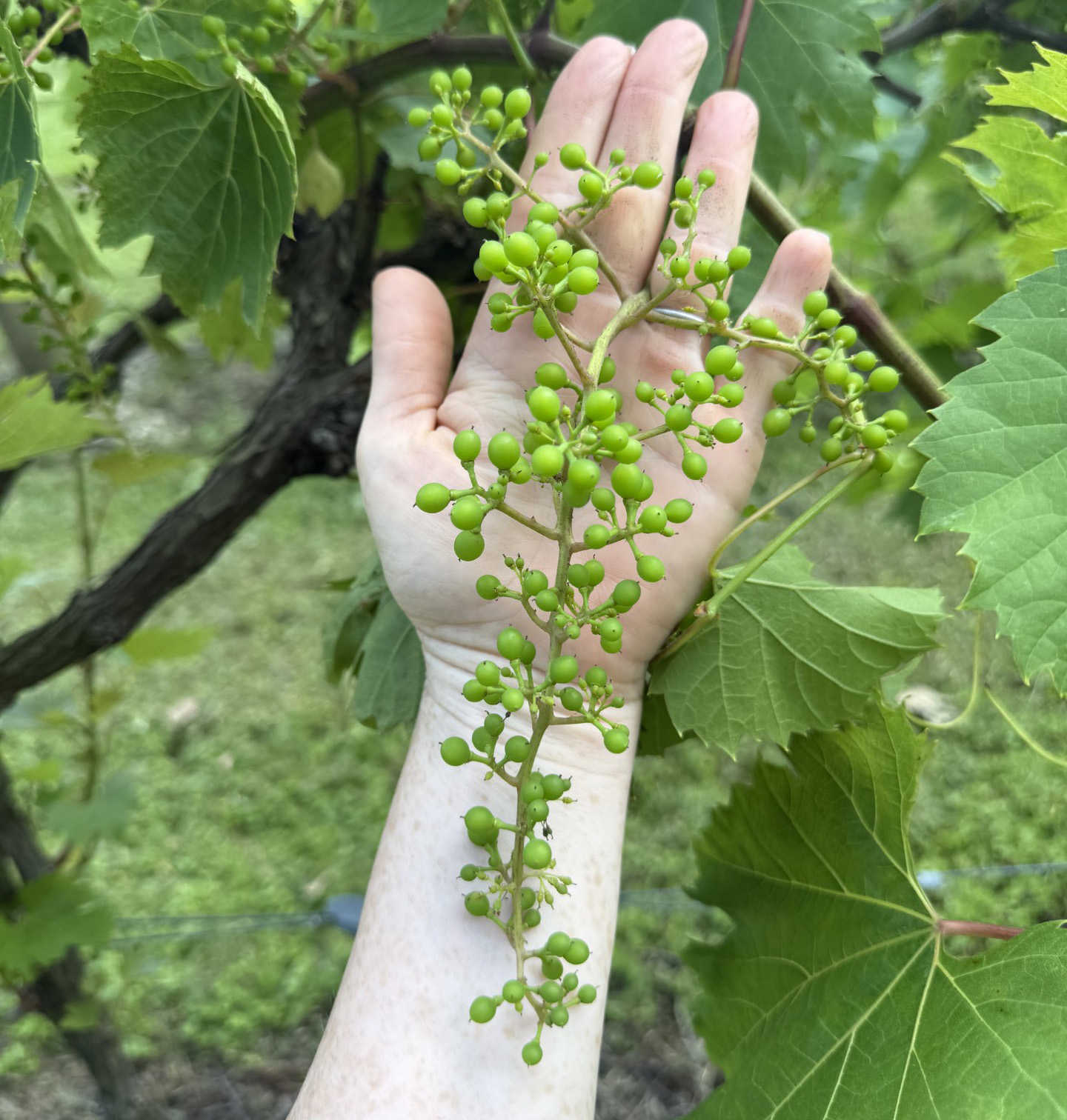 Grape clusters resting along the length of a person's arm and hand.